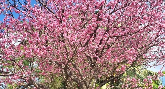 石垣島　桜　カンヒザクラ